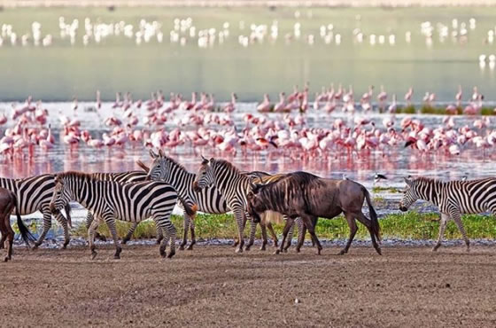 4 Days Lake Manyara, Serengeti and Ngorongoro Crater Tanzania Safari